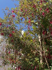 Fuchsia magellanica