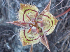 Calochortus tiburonensis