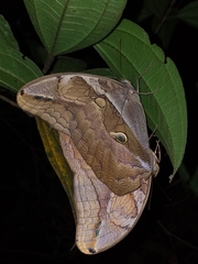 Eryphanis lycomedon