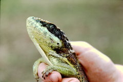 Anolis luteogularis