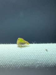 Smilia camelus