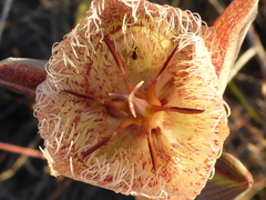 Calochortus tiburonensis
