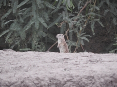 Xerospermophilus spilosoma