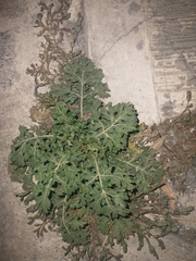 Solanum rostratum