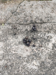 Paradoxurus musangus