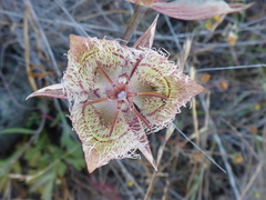 Calochortus tiburonensis