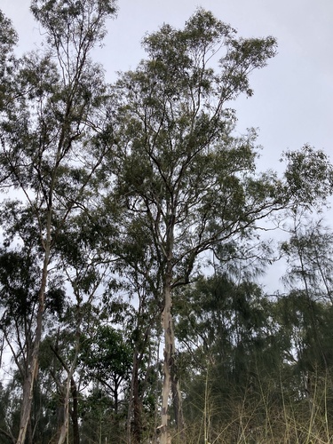 Corymbia citriodora observed 2022-03-22