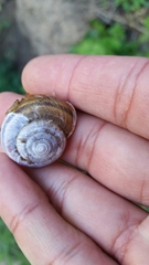 Helminthoglypta umbilicata