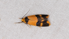 Stenoscaptia venusta