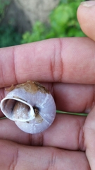 Helminthoglypta umbilicata