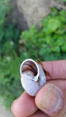 Helminthoglypta umbilicata