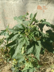 Fuertesimalva echinata