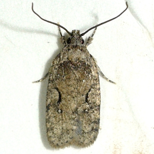 Curved-lined Agonopterix Moth photo 3