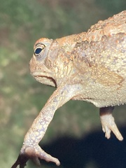 Anaxyrus