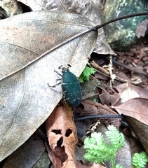 Euphoria leucographa