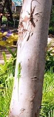 Anolis callainus