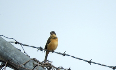 Sporophila torqueola