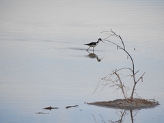 Himantopus mexicanus