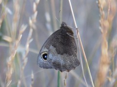 Cercyonis pegala boopis