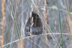 Cercyonis pegala boopis