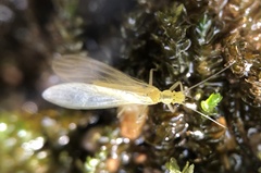 Alloperlini