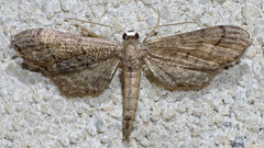 Protoproutia laredoata