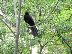Quiscalus mexicanus