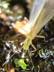 Alloperlini
