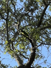 Thectocercus acuticaudatus