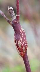 Neolasioptera cornicola