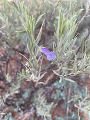Eremophila bowmanii