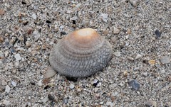 Katelysia rhytiphora