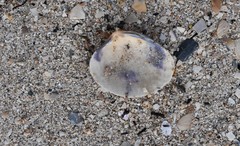 Katelysia rhytiphora