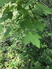 Acer glabrum douglasii