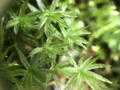 Atrichum crispulum
