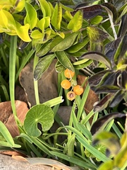 Malpighia emarginata