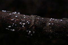 Capitotricha bicolor