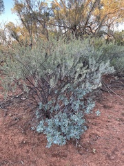 Eremophila bowmanii