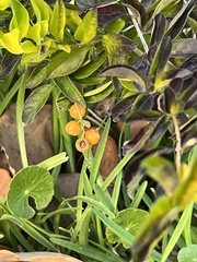 Malpighia emarginata