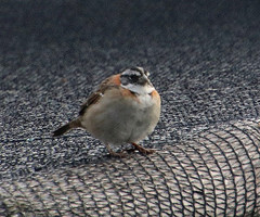 Zonotrichia capensis