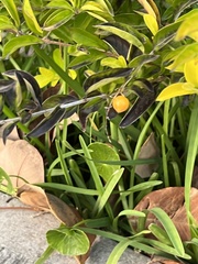 Malpighia emarginata