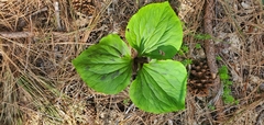 Trillium kurabayashii