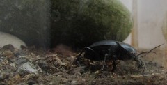 Carabus coriaceus