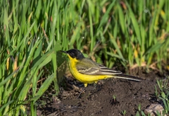 Motacilla flava feldegg