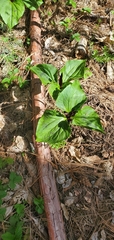 Trillium kurabayashii