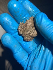 Anaxyrus terrestris