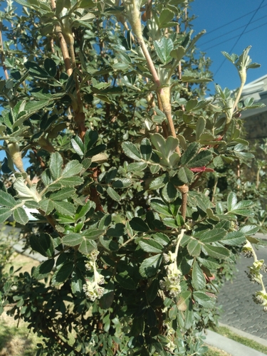 Image of Polylepis Besseri (Polylepis besseri) by no rights reserved