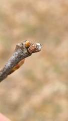 Andricus quercusfrondosus