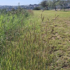 Bothriochloa insculpta