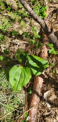 Trillium kurabayashii